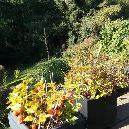 Perlenbachtal * Montjoie