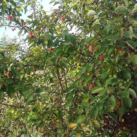 Perlenbachtal 아파트 *