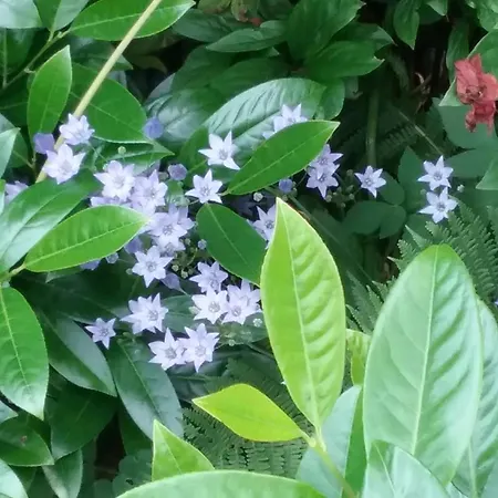 Appartement Perlenbachtal