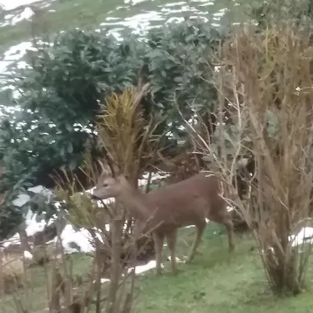 Perlenbachtal Montjoie