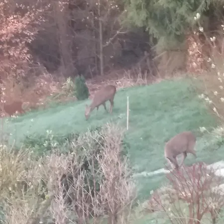 Appartement Perlenbachtal Montjoie