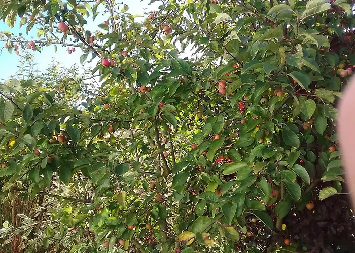 Perlenbachtal 公寓 *