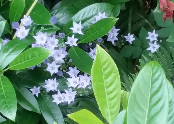 Apartman Perlenbachtal