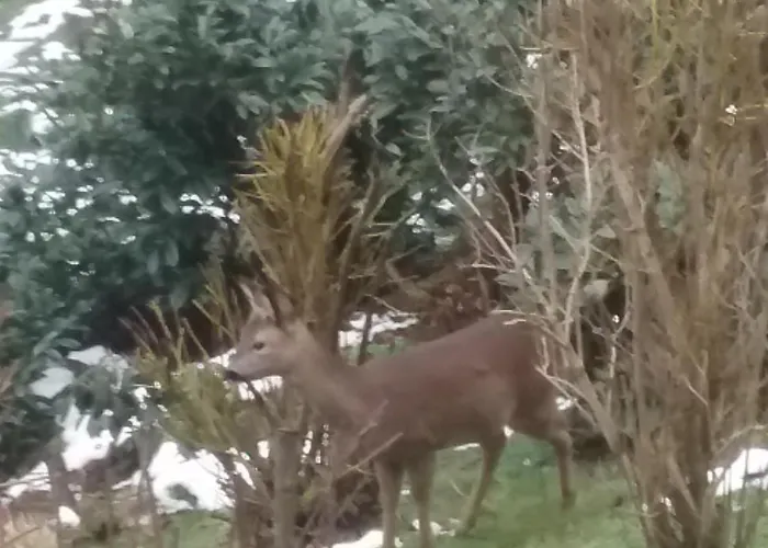 Perlenbachtal Monschau