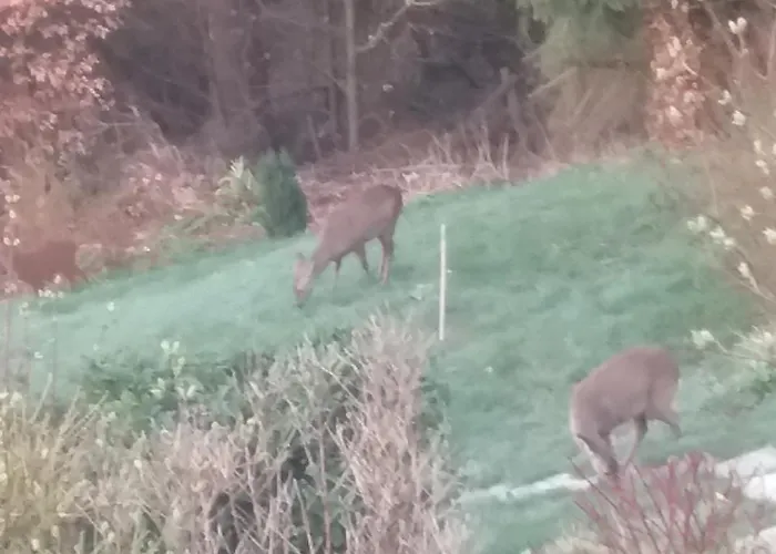 Apartman Perlenbachtal Monschau